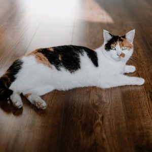 Meet your Posher, George